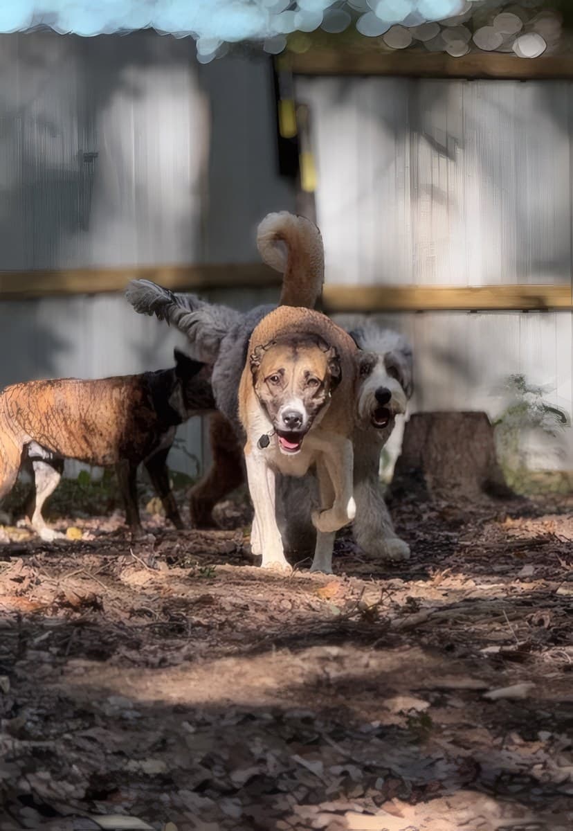 Dogs playing together at The Raja in Mt. Airy, Maryland
