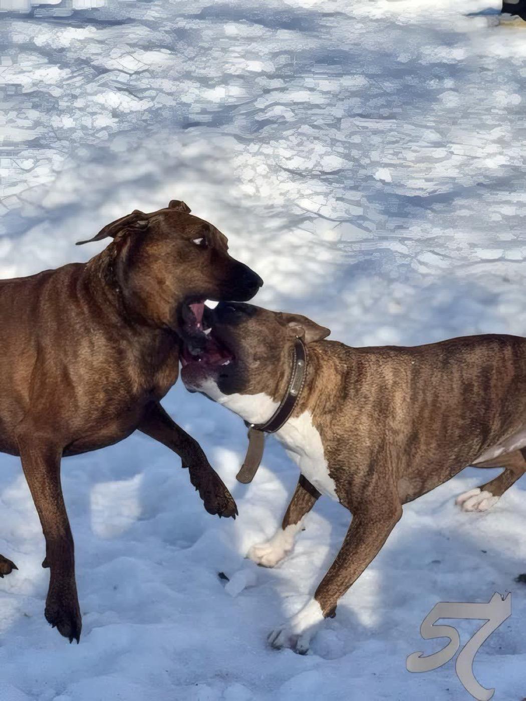 Dogs playing together during a daycare day at The Raja K9
