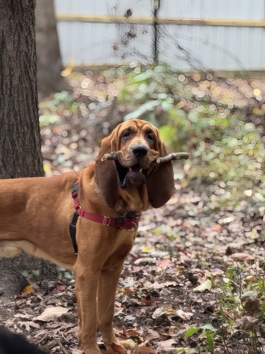 A dog running off leash with a stick at The Raja