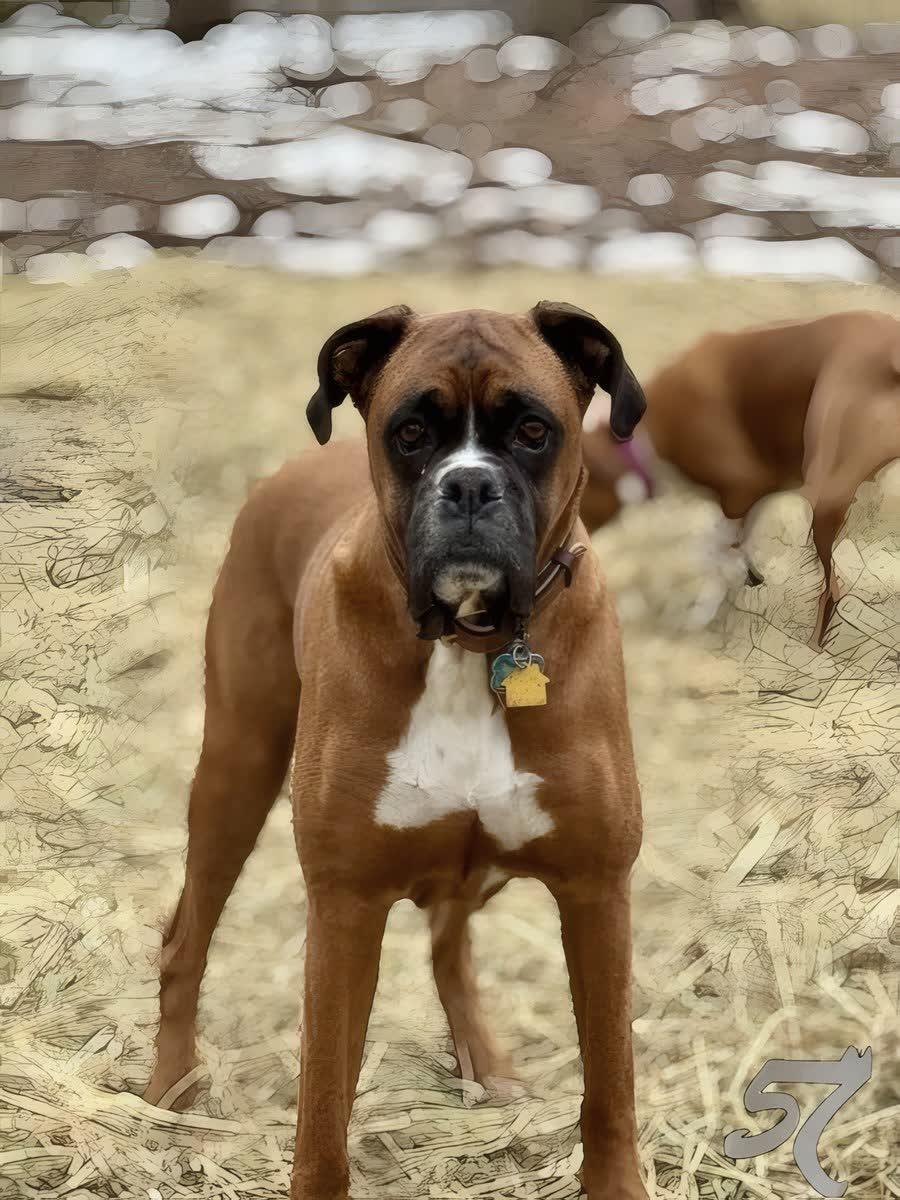 A boxer being assessed at The Raja K9