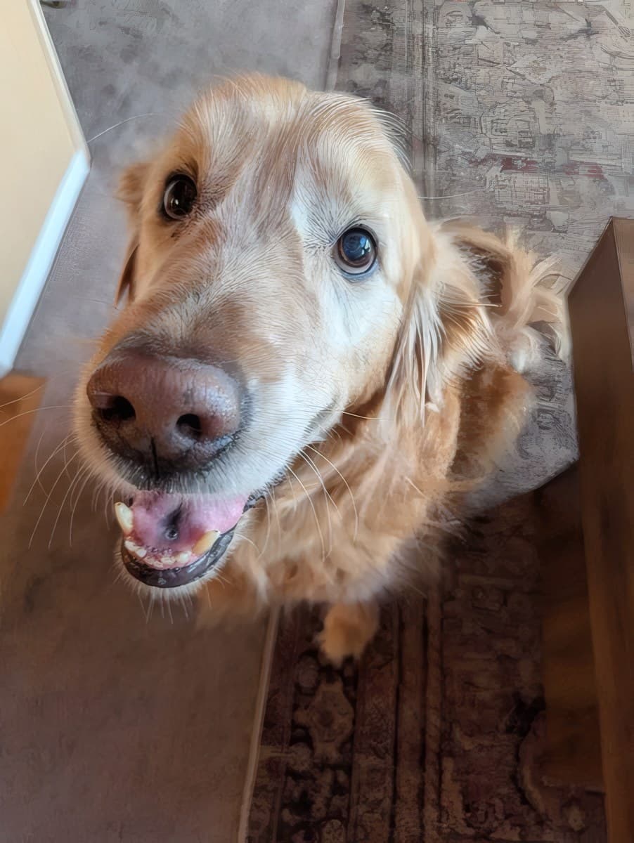 A boarding dog settled at The Raja in Mt. Airy, Maryland