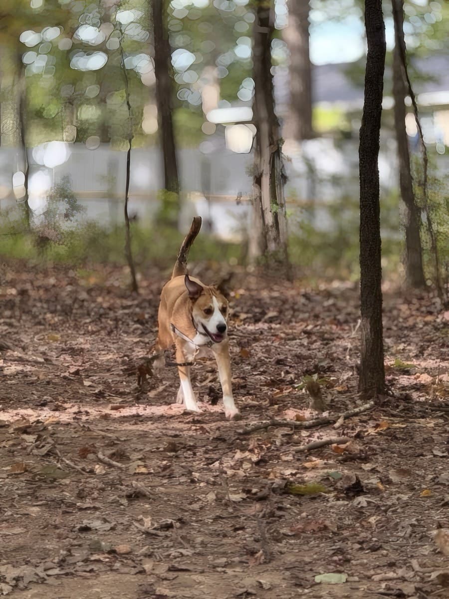 A puppy learning to walk on leash with The Raja