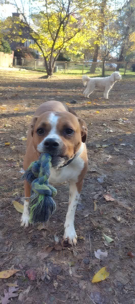Dogs at The Raja K9's property in Mt. Airy, Maryland