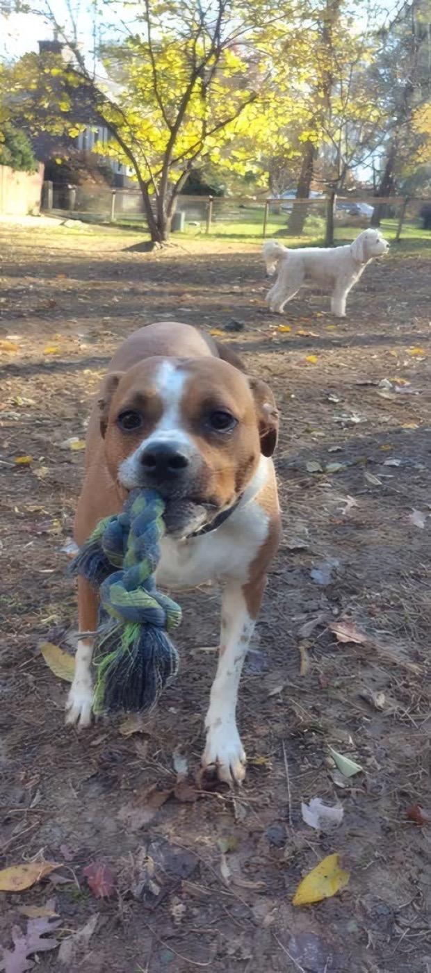 A dog playing in the yard at The Raja K9