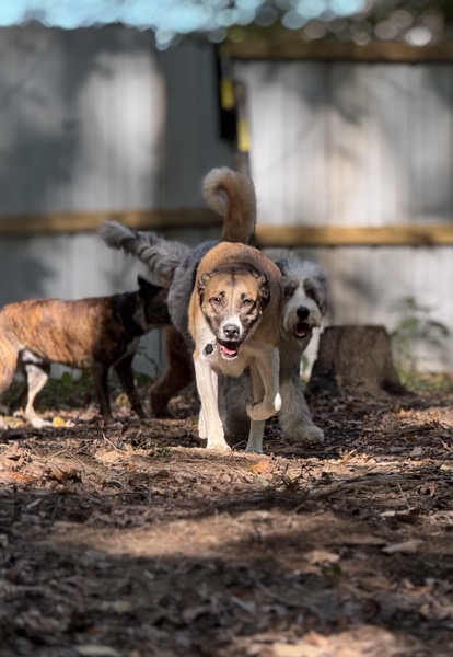 Dogs running and playing together during supervised daycare