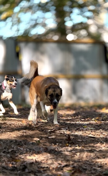 Pack of dogs enjoying outdoor playtime at the facility