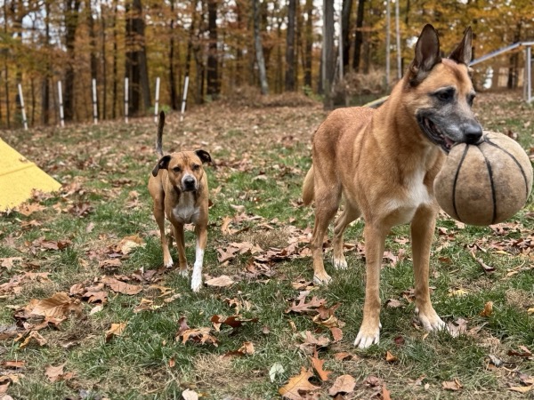 Two dogs outdoors with a ball during exercise and play
