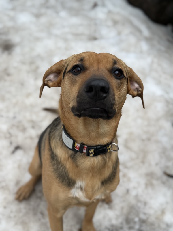 Black lab sitting calmly with direct eye contact after training