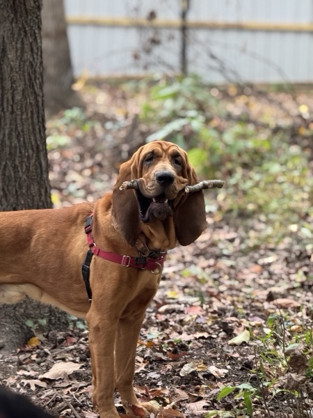 Bloodhound proudly carrying a stick during enrichment time