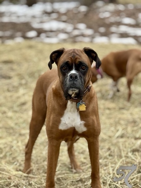 Boxer standing alert with confident posture during outdoor session