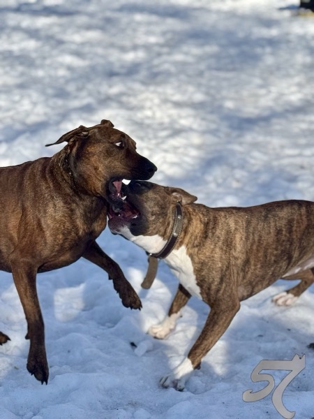 Two brindle dogs playing in the snow at Raja K9