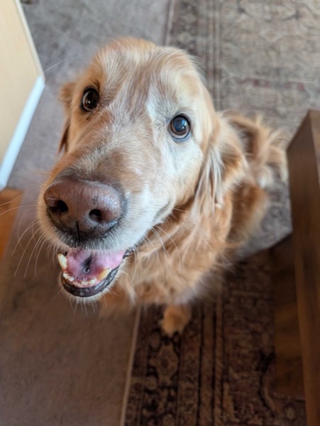 Brody the Golden Retriever looking up with a happy smile