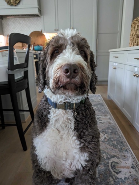 Duke the Bernedoodle sitting attentively in the kitchen