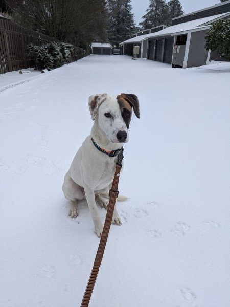 Harvey sitting in the snow during a winter leash walk