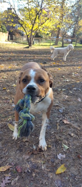 Dog carrying a rope toy during outdoor play session